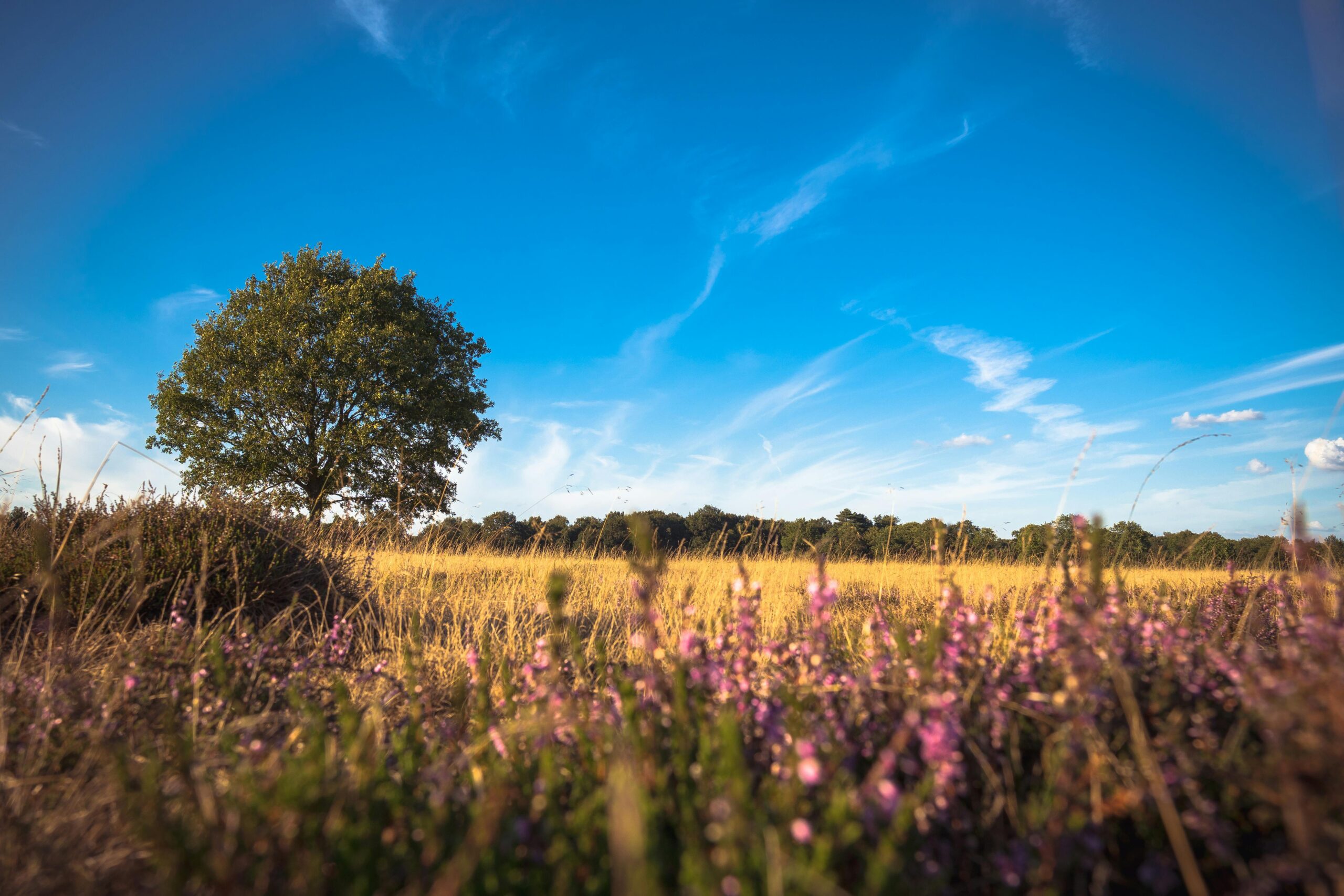 pexels-matthiasgroeneveld-2695394